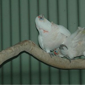 Long-billed Corella