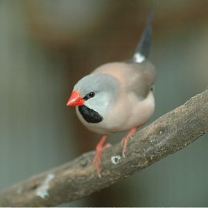 Long-tailed Finch