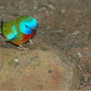 Male Scarlet Chested Parrot
