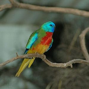 Male Scarlet Chested Parrot