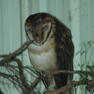 Masked Owl