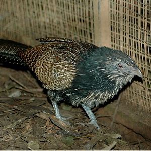 Moulting Pheasant Coucal