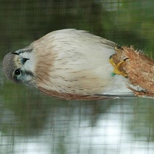 Nankeen Kestrel - Male