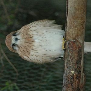Nankeen Kestrel - Female