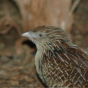 Non-breeding Pheasant Coucal