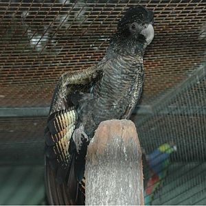 Red-tailed Black-Cockatoo