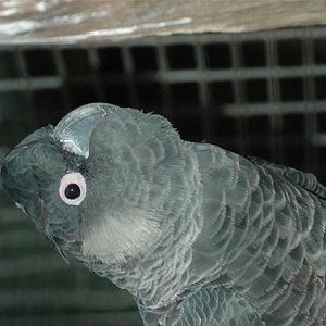 Short-billed Black-Cockatoo