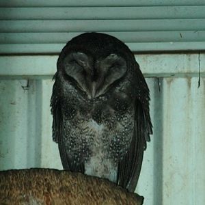 Sooty Owl