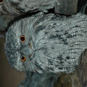 Tawny Frogmouth