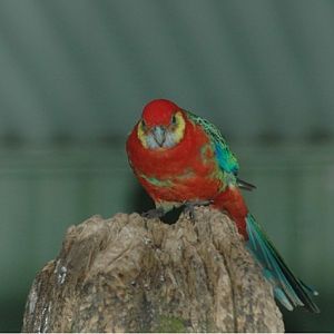 Western Rosella