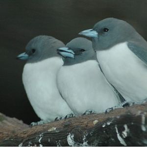 White-breasted Woodswallow