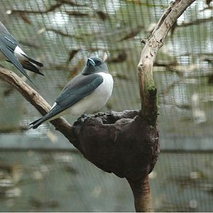 White-breasted Woodswallow Nest