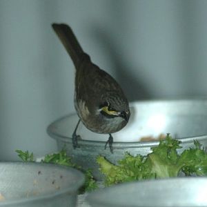 Yellow-faced Honeyeater