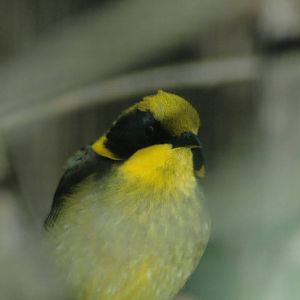 Yellow-tufted Honeyeater