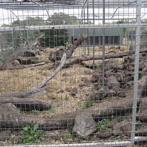 Baboon enclosure