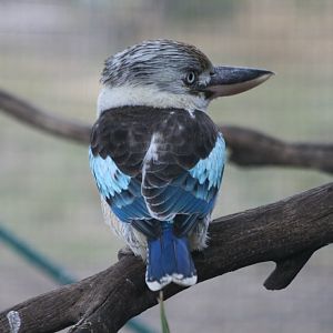 Blue-winged Kookaburra