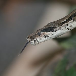Boa Constrictor