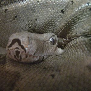 Boa Constrictor