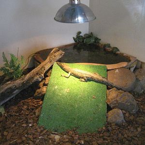 Juvenile Crocodile exhibit