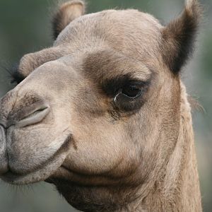 Dromedary portrait