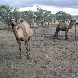 Dromedaries