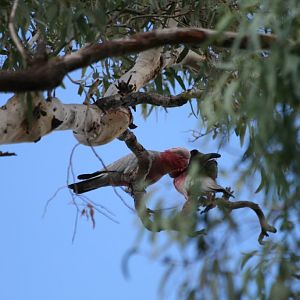 Galahs - wild