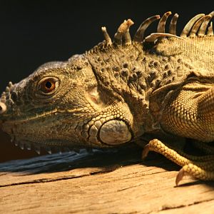 Green Iguana