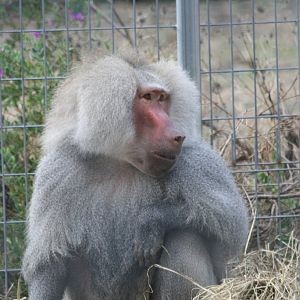 Hamadryas Baboon male