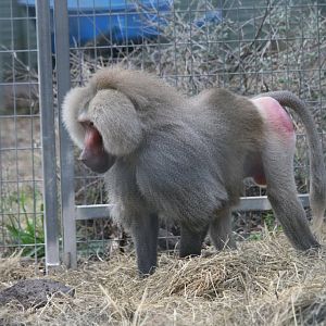Hamadryas Baboon male