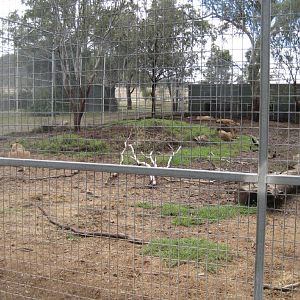 Lion enclosure