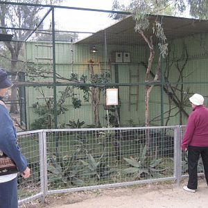 Common Marmoset enclosure