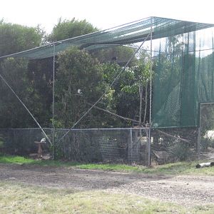 Mixed species aviary