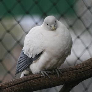 Torresian Imperial Pigeon