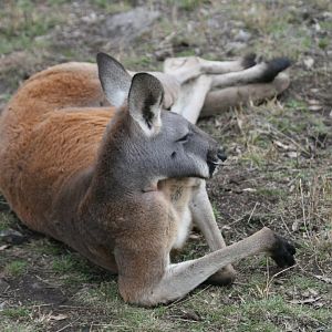 Red Kangaroo male