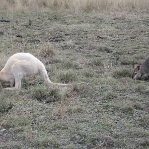 Red-necked Wallabies