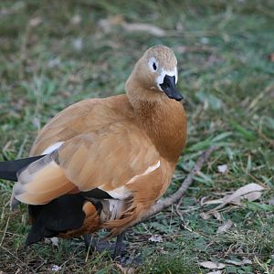 Ruddy Shelduck