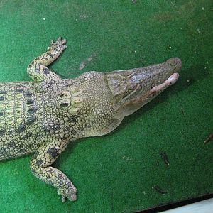 Saltwater Crocodile