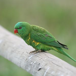 Scaley-breasted Lorikeet - wild