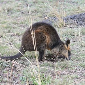 Swamp Wallaby
