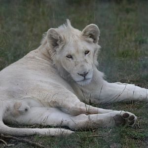 White Lion