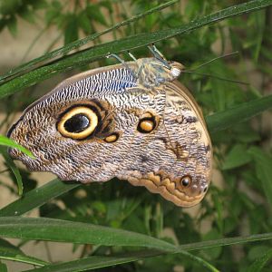 Pili Palas - July 2010, Giant Owl Butterfly