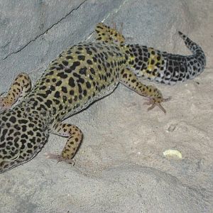 Pili Palas - July 2010, Leopard Gecko
