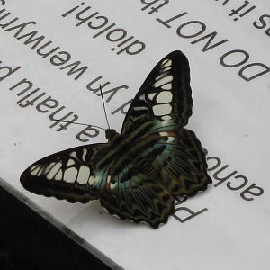 Pili Palas - July 2010, Butterfly