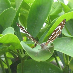 Pili Palas - July 2010, Butterfly