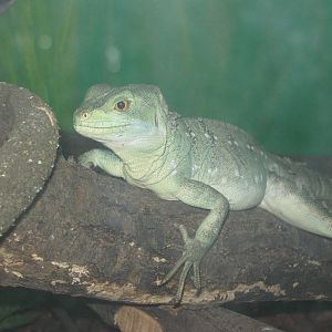 Pili Palas - July 2010, Plumed Basilisk