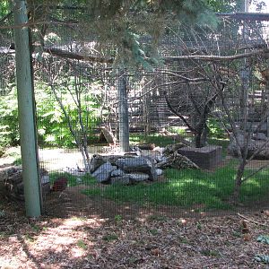 Little Asia - Aviary