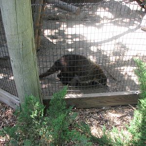 North America - White-nosed Coati