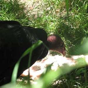 North America - Turkey Vulture
