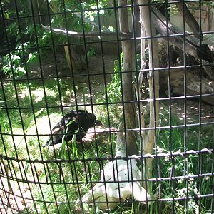 North America - Turkey Vulture