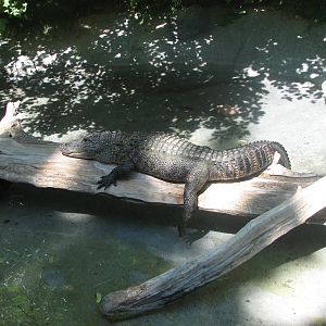 Gator Bayou - American Alligator
